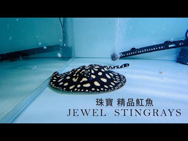 【珠寶水族】純血皇冠黑白魟魚 Black Diamond Stingray