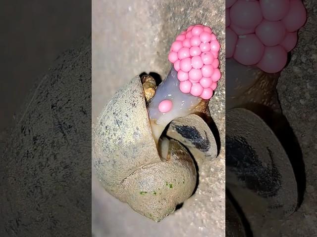 Golden apple snails lay lovely pink eggs  | Tropical Forest Bees