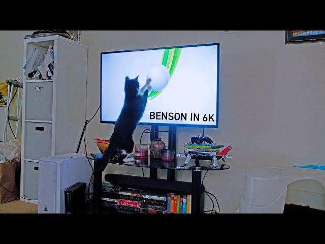 Cat attacks XBOX LOGO in 6K!!!