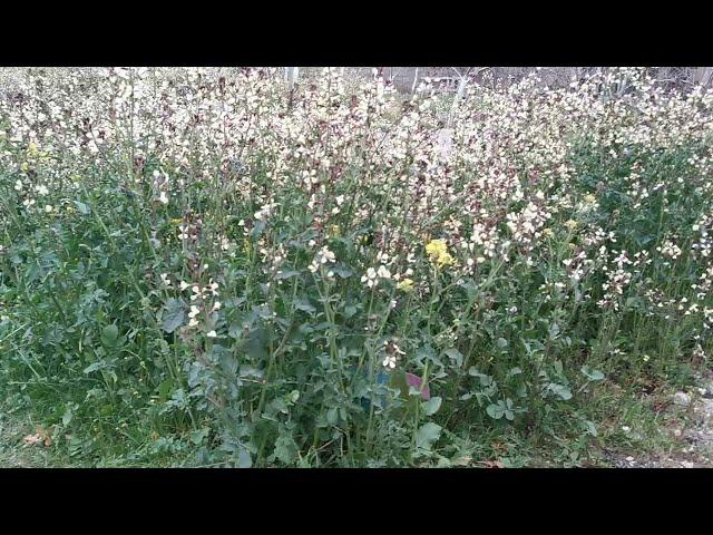 Roka (Руккола (Aruqula - Eruca vesicaria) bitkisi 2022-ci il Aprel 07 #garden #bagban #roka