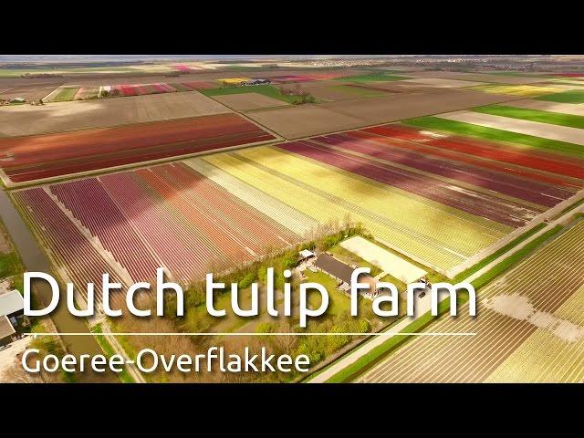 Tulpenvelden op Goeree-Overflakkee - Dutch tulip fields by drone