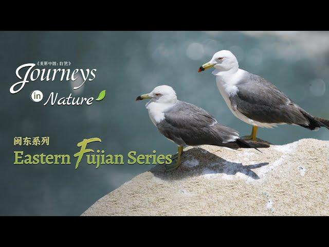 Eastern Fujian Series Ep. 2: Bird island in the sea