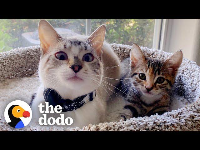 Cat Goes From Total Shock At New Kitten To Carrying Her In His Mouth | The Dodo Cat Crazy