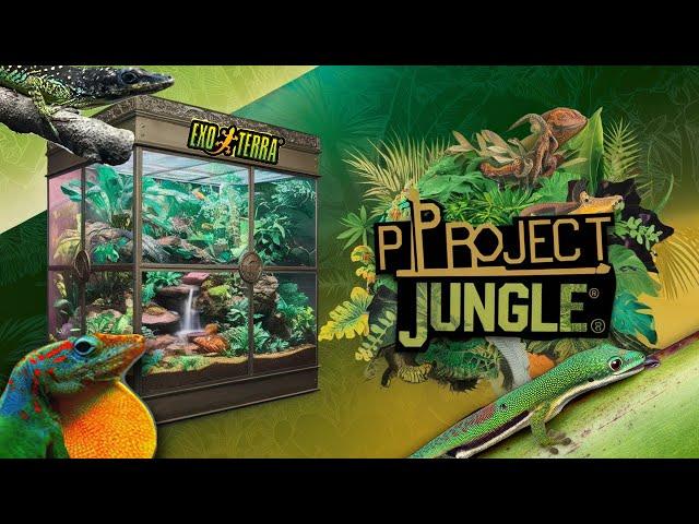 Building Beautiful Bioactive Vivariums For My Rare Lizards