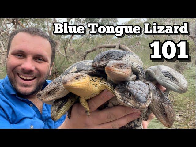 10 BIZARRE Blue Tongued Lizard Facts