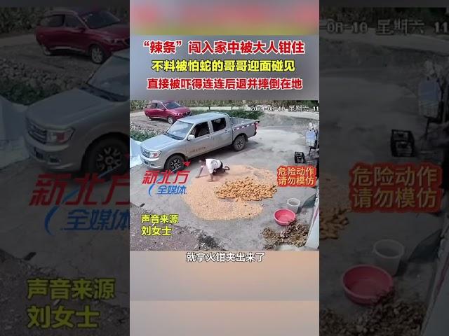 “辣條”闖入家中被大人鉗住不料被怕蛇的哥哥迎面碰見直接被嚇得連連後退並摔倒在地 #新聞 #真實事件 #shorts