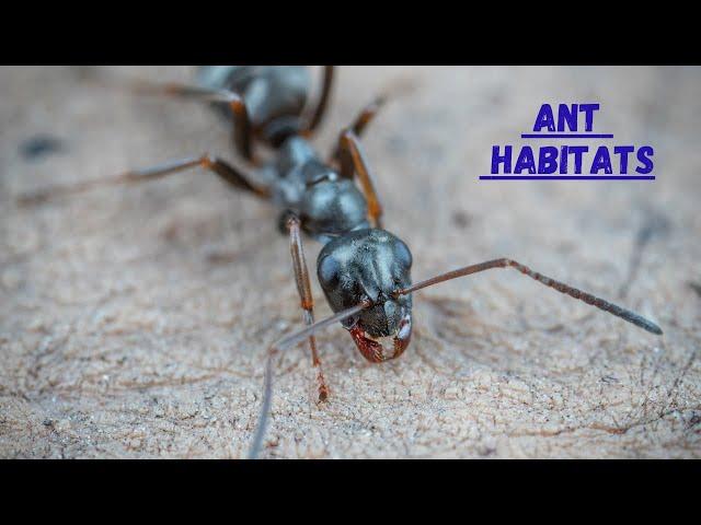 What is Ant Habitat I Ant Habitats