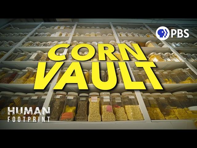 How Corn Took Over the World 