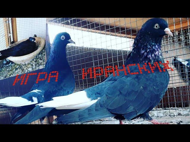 ИГРА ГОЛУБЕЙ (ИРАНЦЫ)#tauben #pigeons 2022г