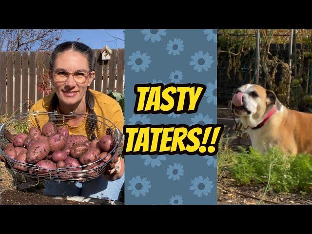 Harvesting Small Pots Of Potatoes