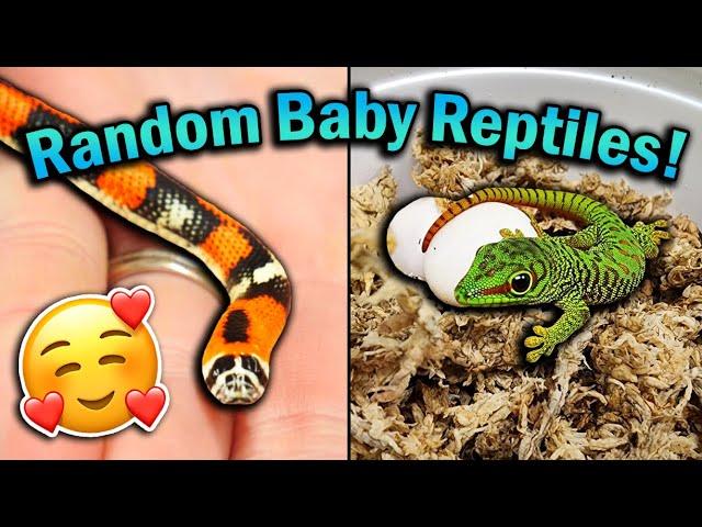 Recent Baby Reptiles that have Hatched!