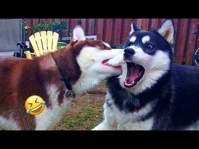 Funniest Animal Videos 2024  - Funny Cats And Dogs Videos 