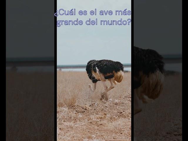 El ave más grande del mundo #animals #viral #animales #youtubeshorts #shortvideo