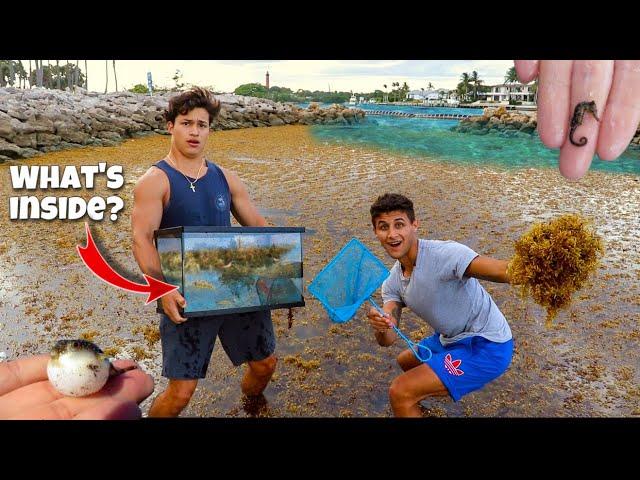 Netting EXOTIC SEAWEED CREATURES For My AQUARIUM!! *Insane*