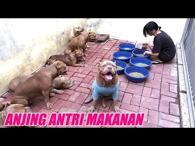 SMART AND DISCIPLINED PITBULL DOG DO NOT  EAT BEFORE ALLOWED #hewiepitbull