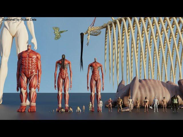 Attack on Titan Size Comparison 3D 2024 | Biggest Titans in Attack on Titan in Perspective