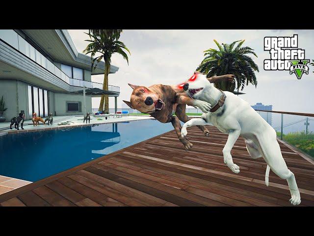 BABALARIN KAPIŞMASI! BEYAZ PİTBULL JACK VS PİTBULL ODİN! - GTA 5