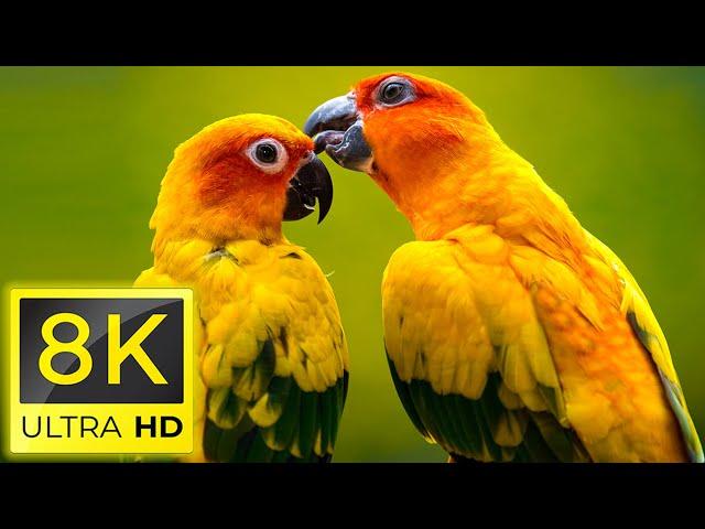 8K Birds - The Most Beautiful Birds in The World in 8K ULTRA HD - Relaxing nature music ( 8K TV )