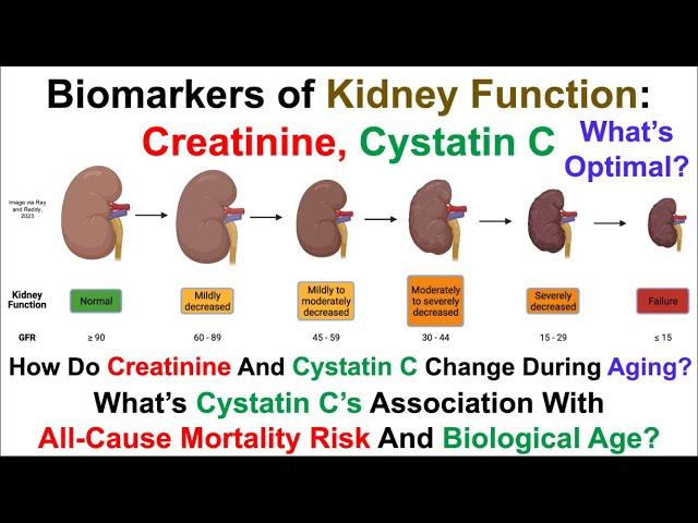 Biomarkers Of Kidney Function: Creatinine, Cystatin C, What's Optimal?