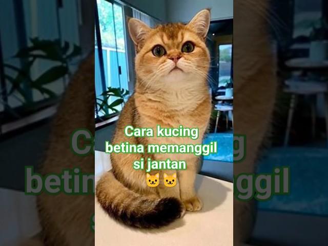 #kucing Suara kucing betina memanggil kucing jantan  #cute #cutebaby #animals #cutecat #cat