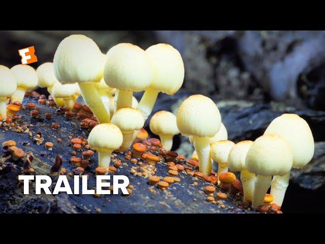 Fantastic Fungi Trailer #1 (2019) | Movieclips Indie