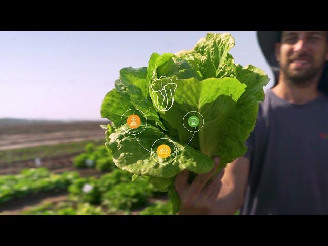 Hazera Lettuce | Promotional video