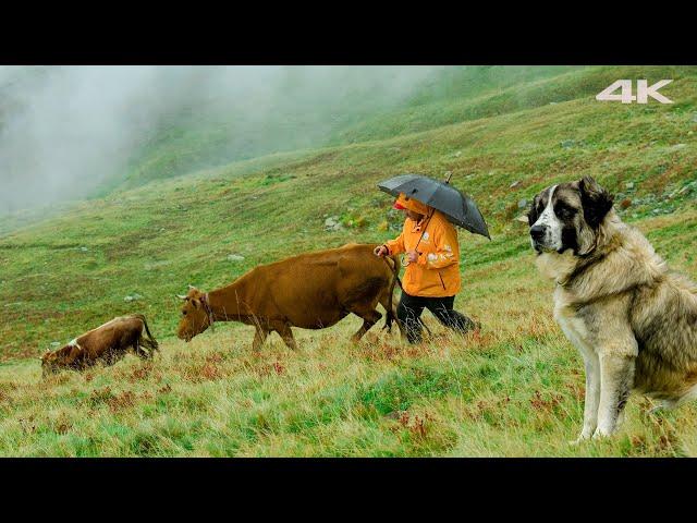 Hasan Veysel's Life in the Plateau | Documentary Film