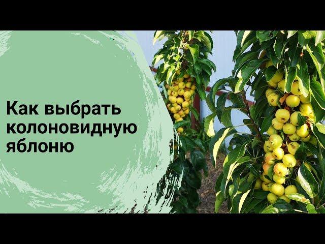 Как выбрать колоновидную яблоню// Сорта колоновидных яблонь