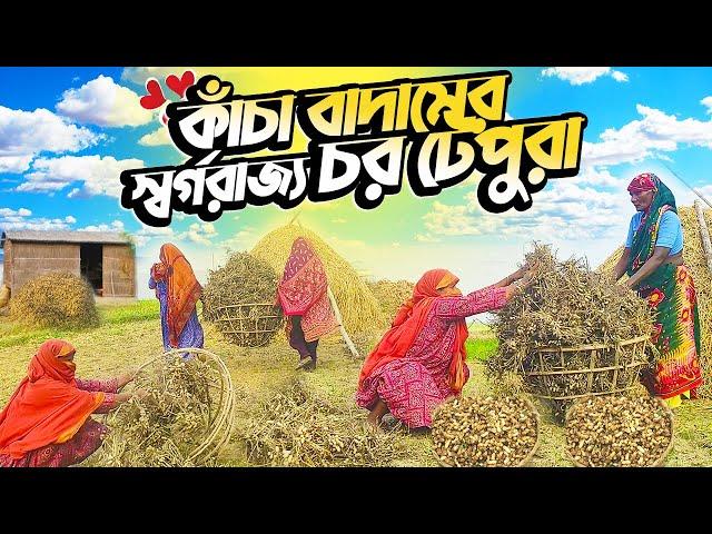 কাঁচা চীনা বাদামের স্বর্গরাজ্য চর টেপুরার গ্রামীণ জীবন || Beautiful Village Life of BD | Documentary