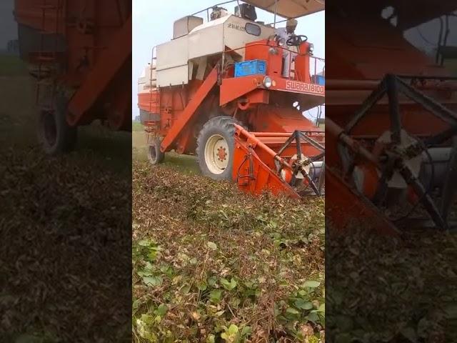 moong ki harvesting machine #moung #agriculture #farming #kheti #moog #rtf #realtechfarming