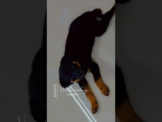 #shorts #rottweilerpuppy #rottweiler #puppy #dog #whiskey #trending #viral #reels