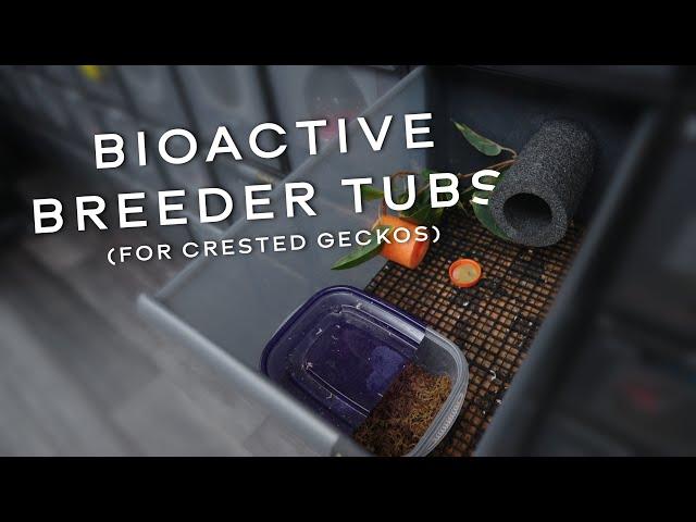 these Bioactive Tubs are GAME CHANGING for Breeding Crested Geckos