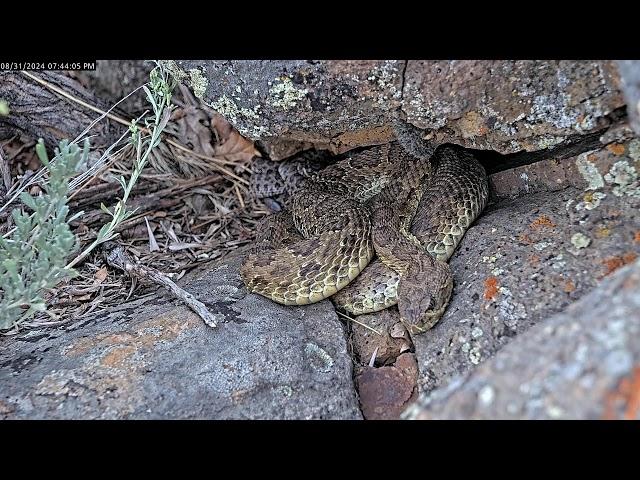 Colorado Rattlecam Livestream 08/31/2024 Part 1