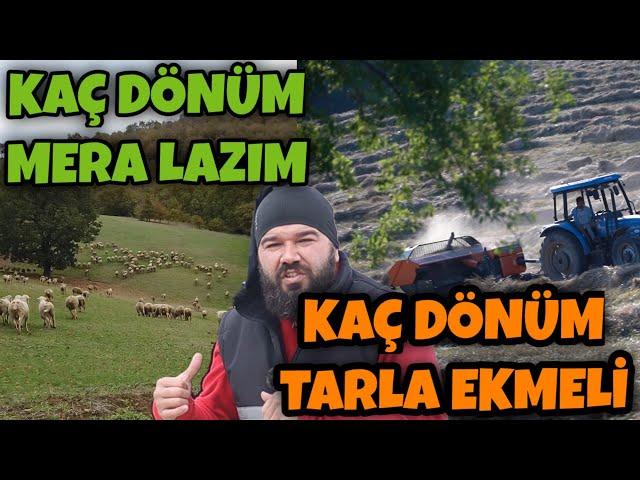 100 KOYUN İÇİN KAÇ DÖNÜM ARAZİ LAZIM (Tarla Mera Lazım)