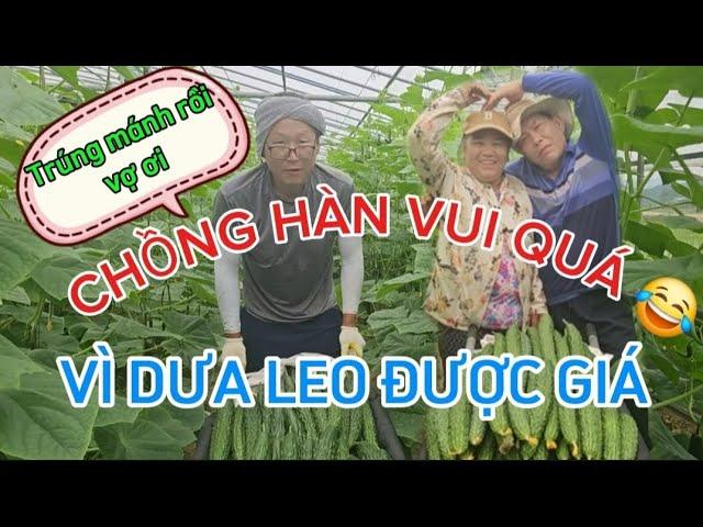 211 CHỒNG HÀN VUI QUÁ VÌ DƯA LEO ĐƯỢC GIÁ.