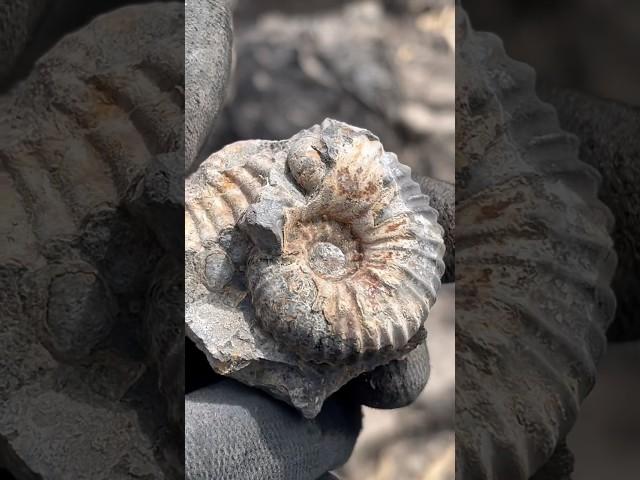 Concreción con Fósil de Ammonite de la era Mesozoica del periodo Cretácico.