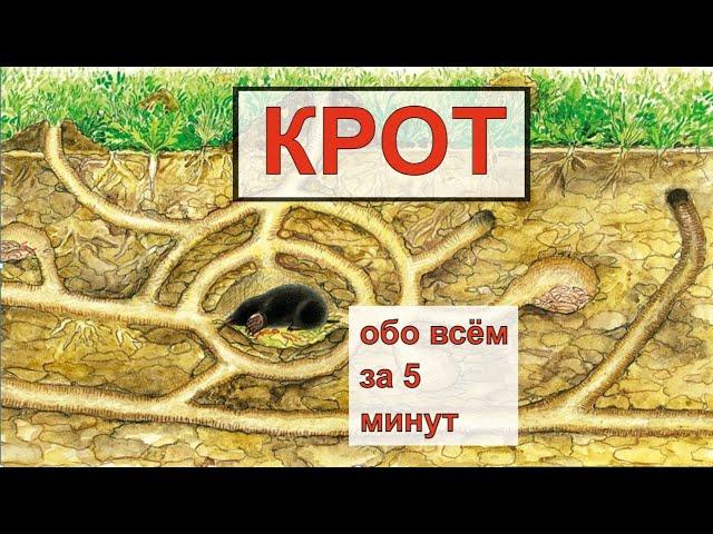 КРОТ (Talpa). Энциклопедия дикой природы