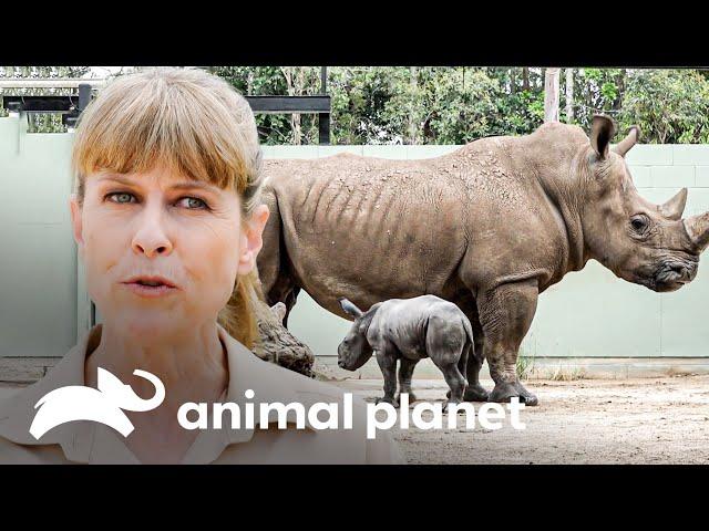 Delicada operación con los rinocerontes del zoológico | Los Irwin: Datos Curiosos | Animal Planet