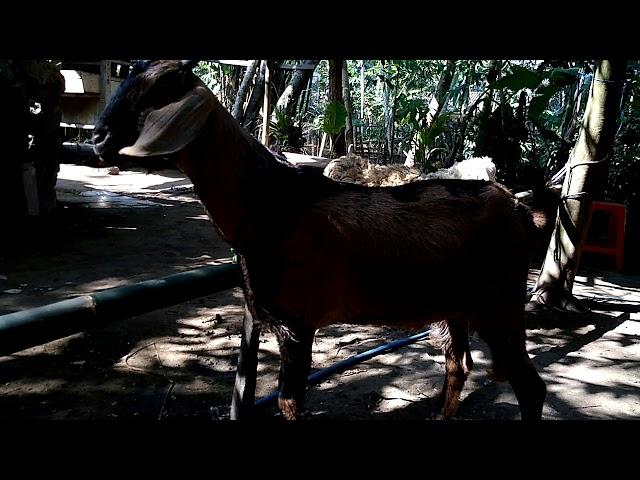 Kambing  kawin  dengan  manusia