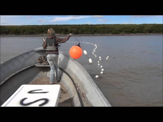 Drift Gillnetting Salmon on the Yukon River, Alaska 2013