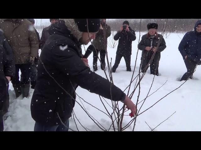 Обрезка вишни