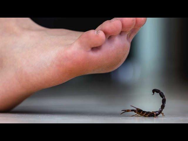 The dangerous Fat tailed Scorpion #3d #animation #documentary #facts #trending