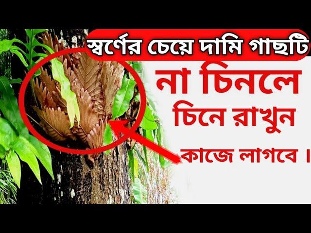 পরগাছা উপইৎ গড়ুল গাছের ঔষধি গুনাগুণ শিশুদের জন্য ঘরোয়া চিকিৎসা #bangla #mulki #Oshud#