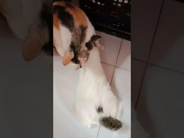 sungguh tidak boleh ditiru. Sudah gede masih nenen. sama tante lagi. Nenen tante tu buat sepupu