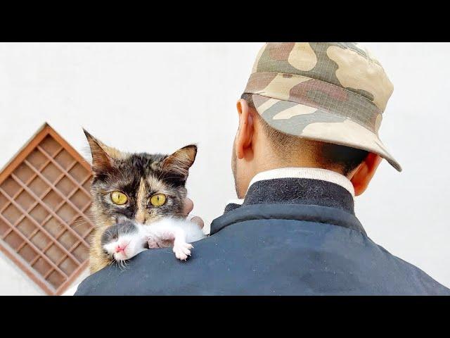 A crying mother cat brough her kitten to a man's shoulder. Just unbelievable!