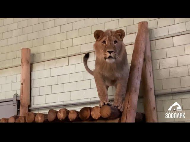 К львёнку Север-Алаю приехала подруга Киара.. #animals #lion #животные #челябинск