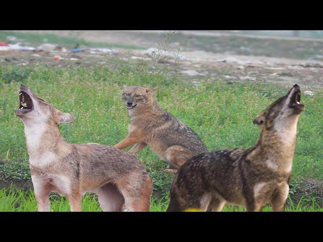 Jackal Sound-----Golden Jackal Calling Sound at night