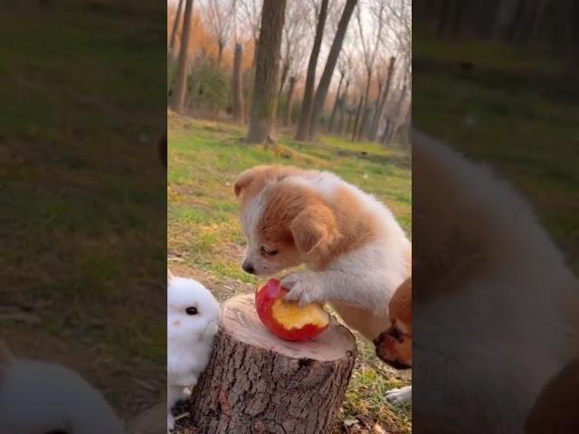 Puppy Doesn't Want To Share His Apple ️ #shorts