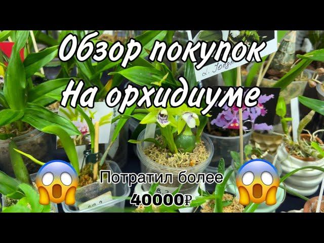 Обзор покупок на орхидиуме || Потратил более 40000₽ на орхидеи  || Новинки в коллекции  