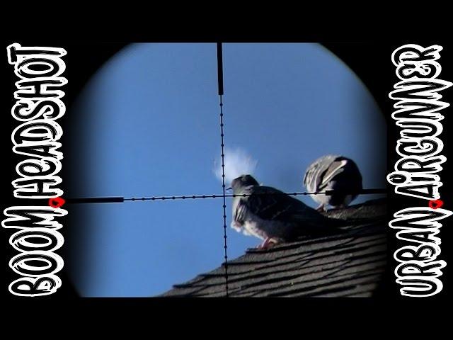 Slow Motion Pigeon HeadShot | Sniper Cam  | Airgun Evolution